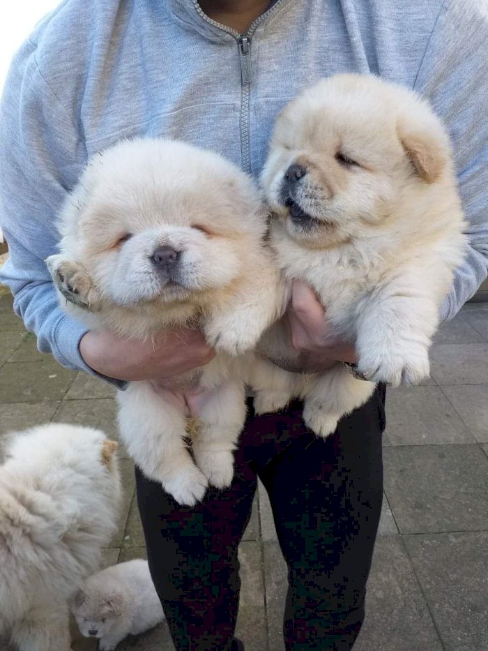 Bebes De Chow Chow Panda Colo Blanco Crema Disponibles Para Comprar Bloomington Ca Venta De Perros